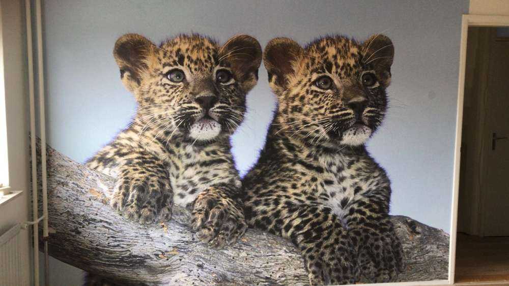 Pequeños leopardos