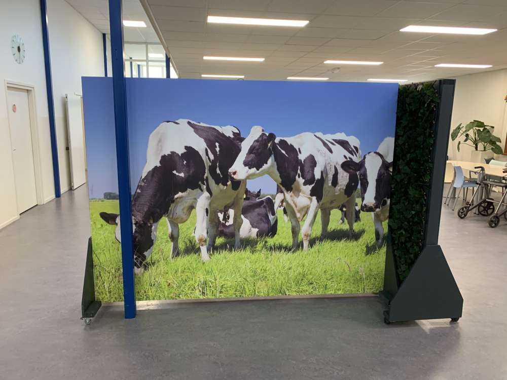 Foto empapelado vacas