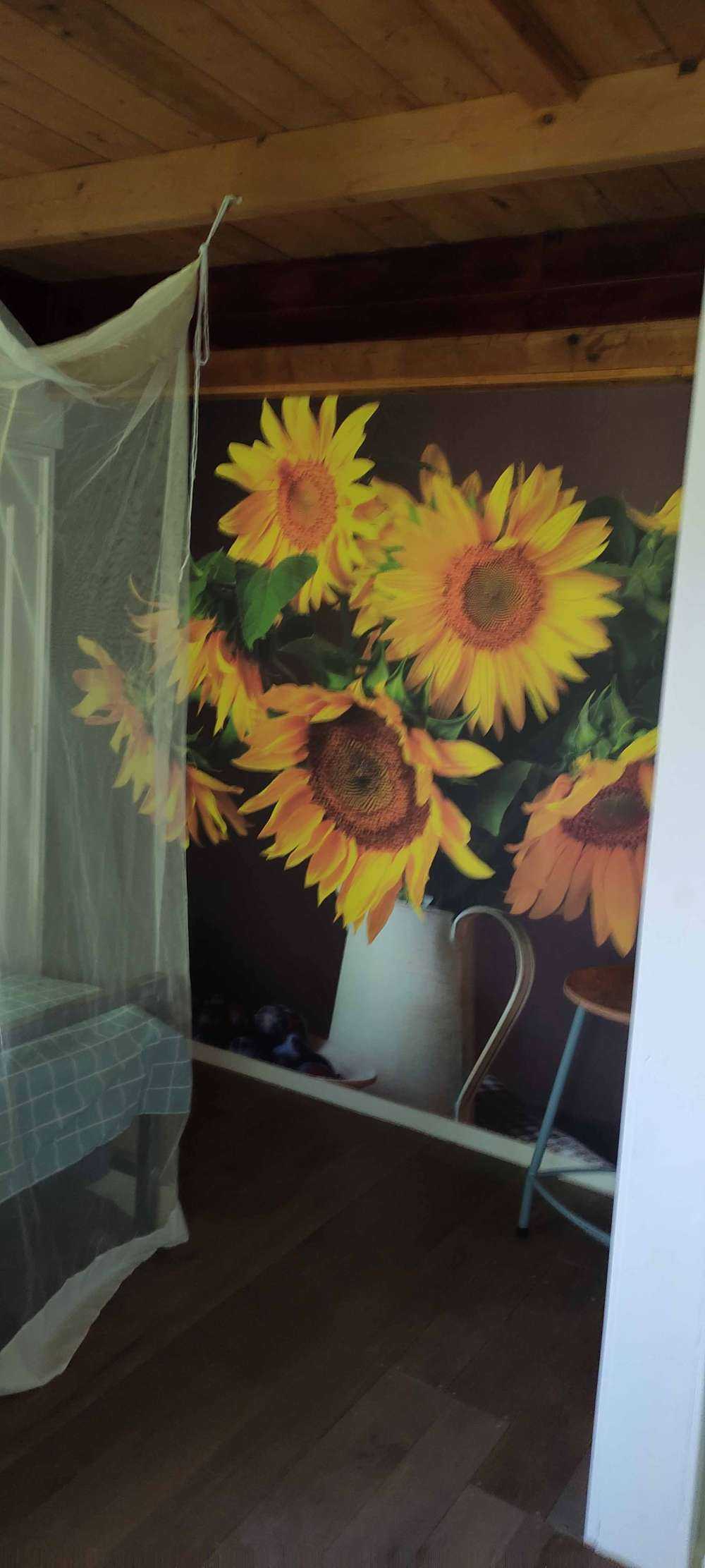 Girasoles y bayas