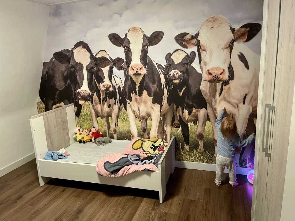 Rebaño con vacas