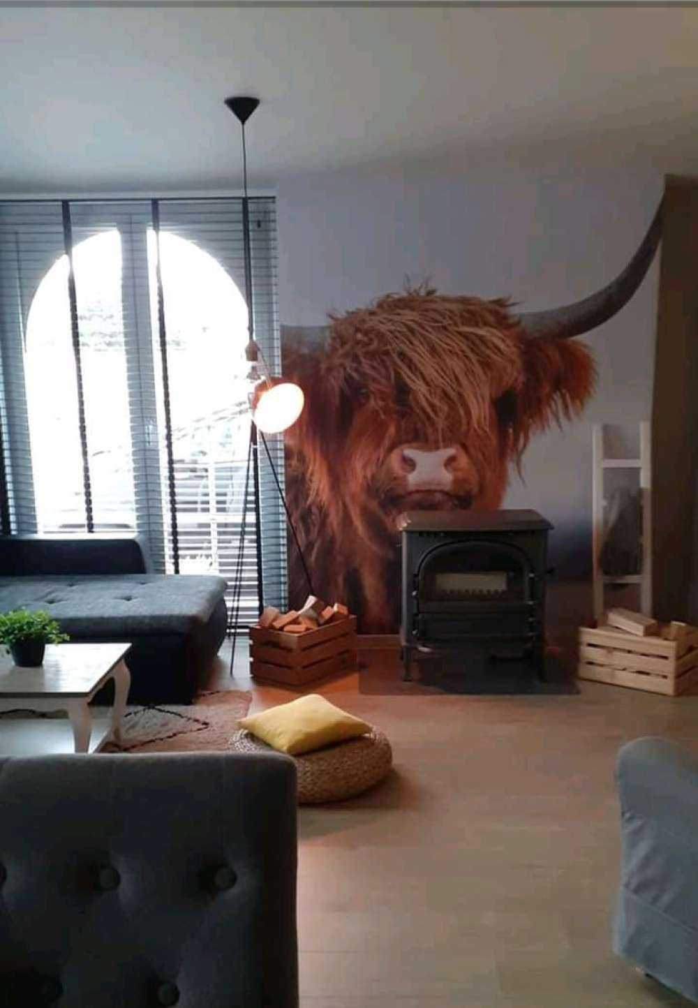 Mirando a la vaca escocesa