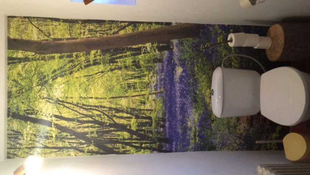 Bosque a la luz del sol