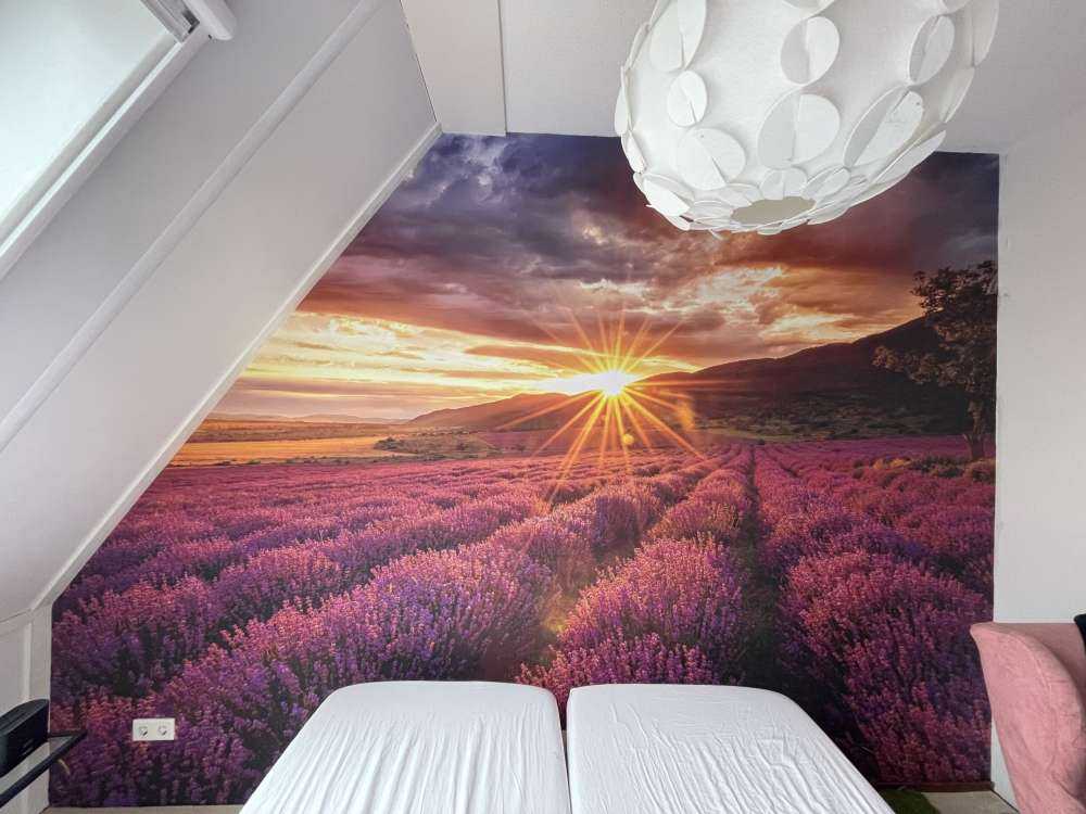 Lavanda al sol