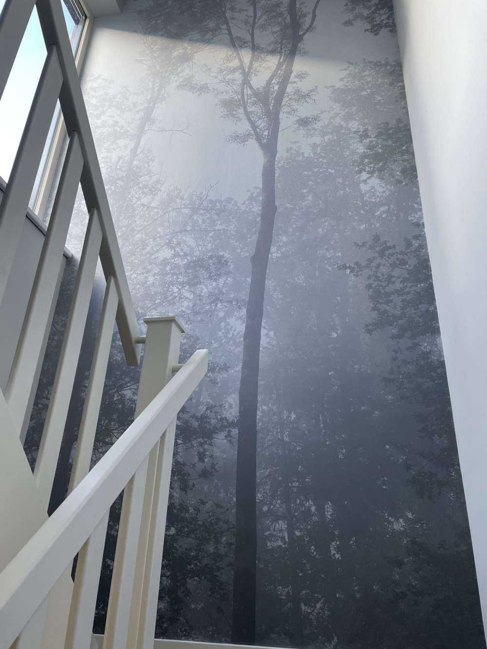 Densa niebla en el bosque