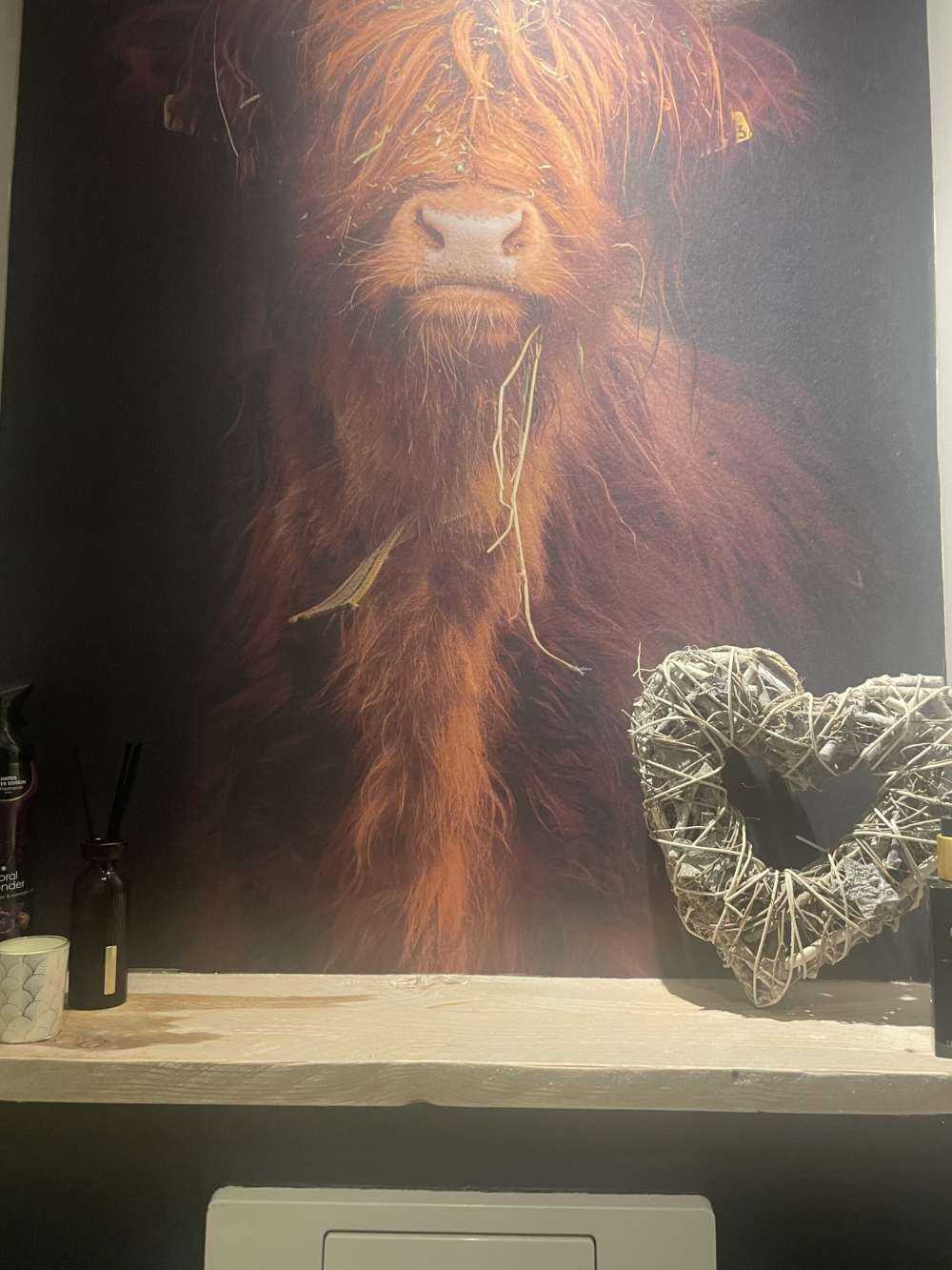Retrato de una vaca escocesa