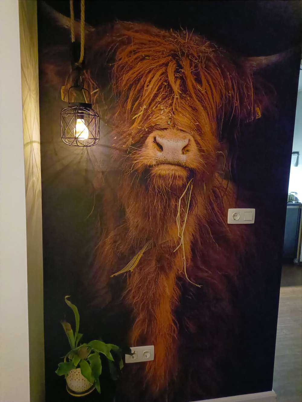 Retrato de una vaca escocesa