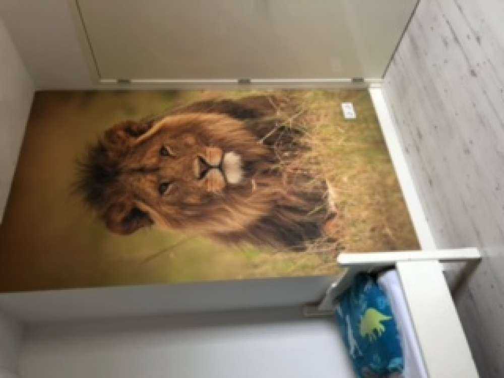 Lion Close Up