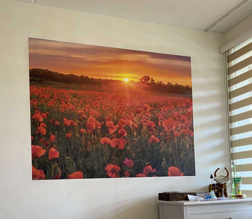Campo de amapolas en flor