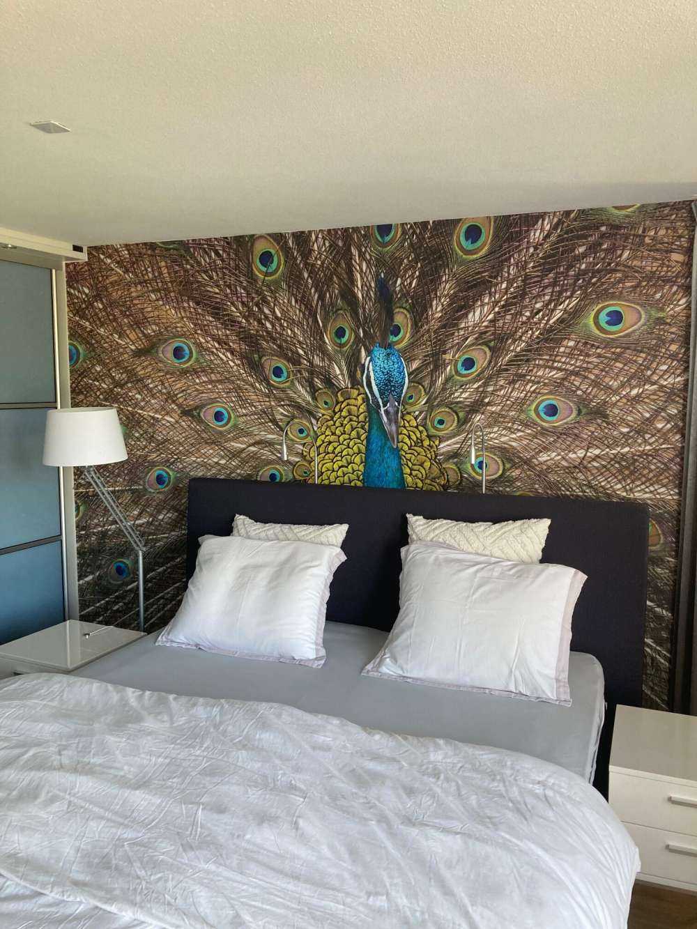 Pavo real con plumas exhibidas