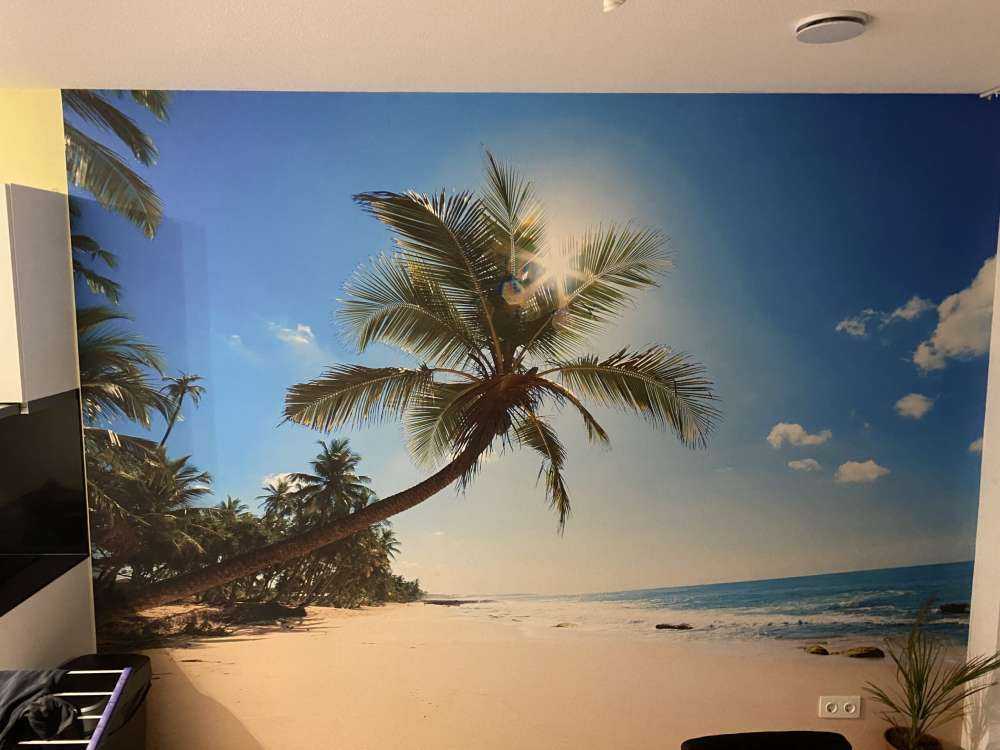 Gran palmera