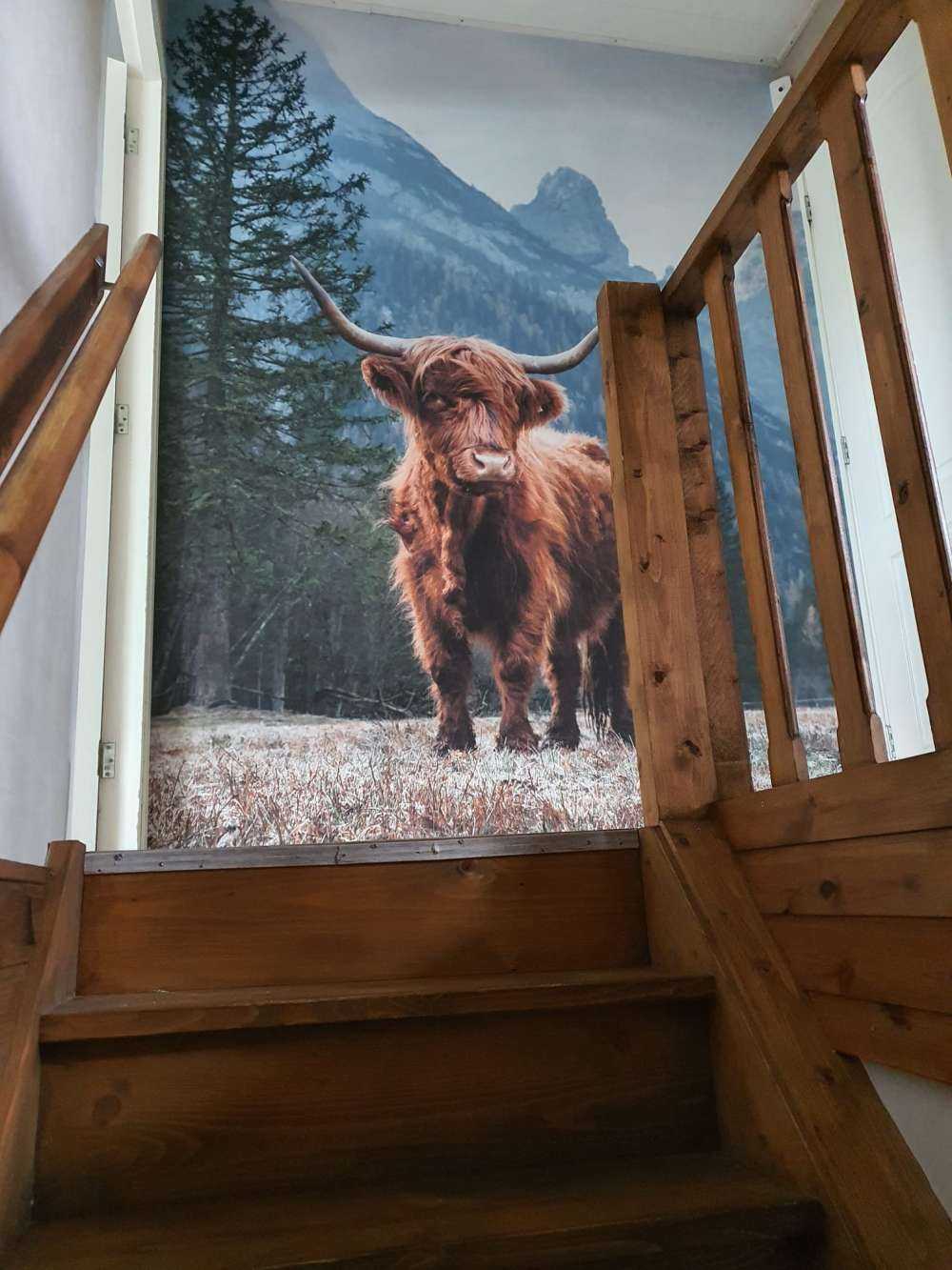 Una vaca escocesa entre los árboles