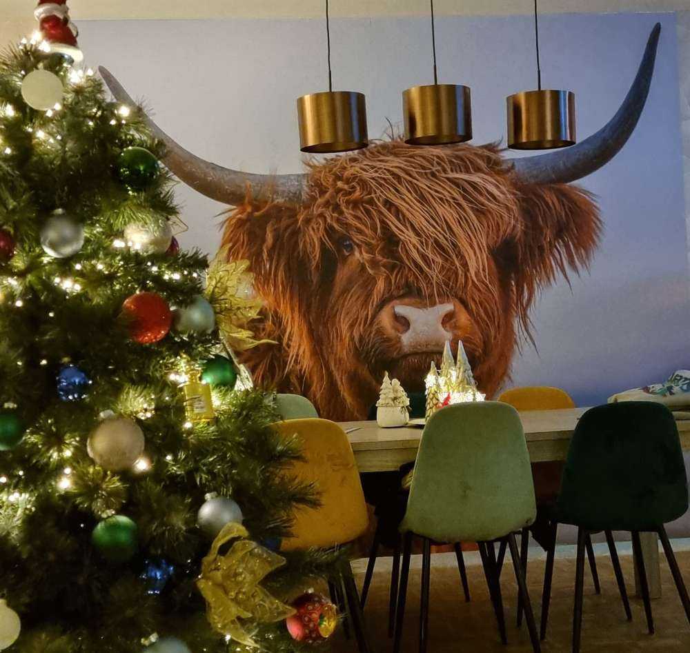Mirando a la vaca escocesa