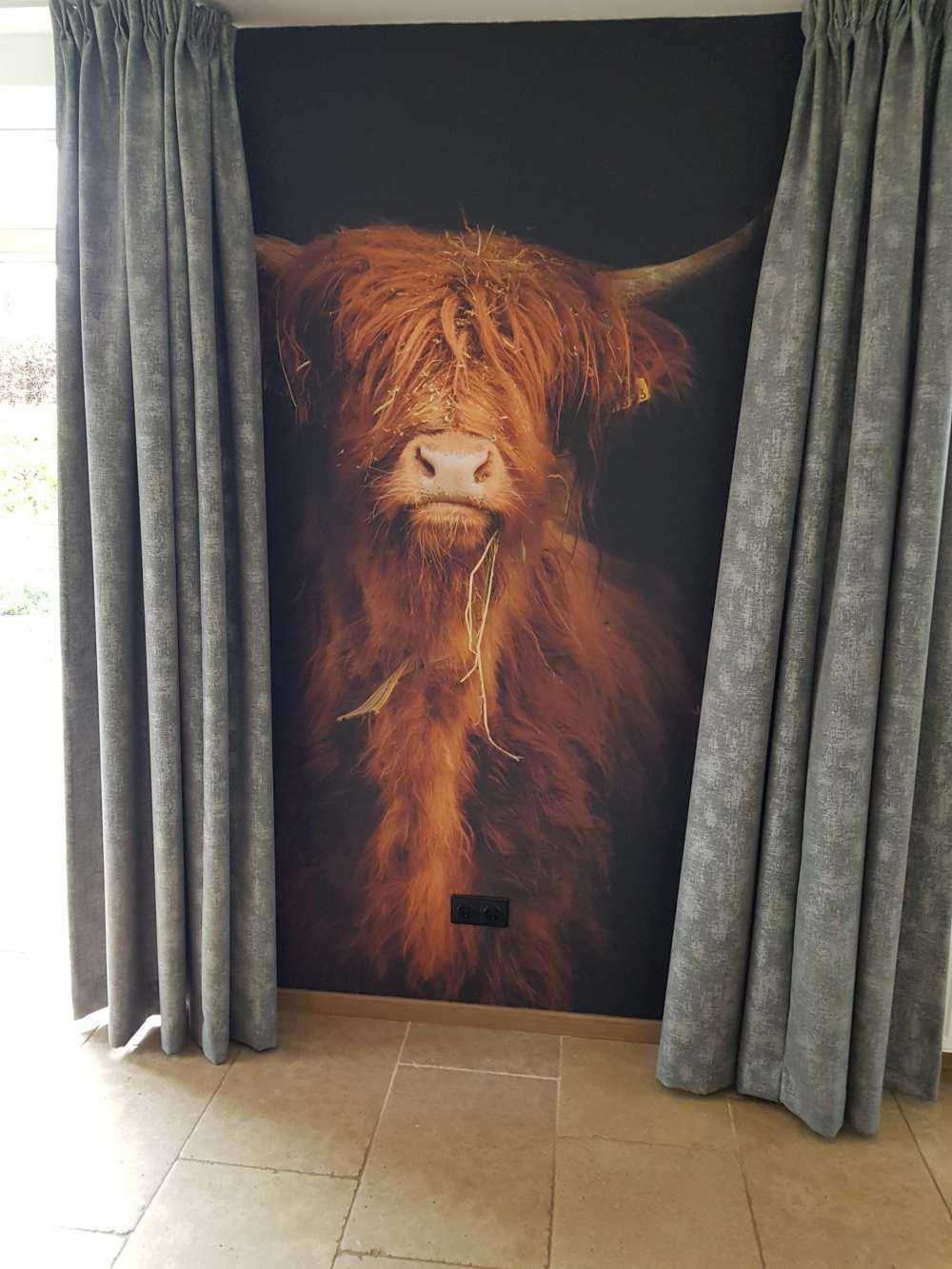 Retrato de una vaca escocesa