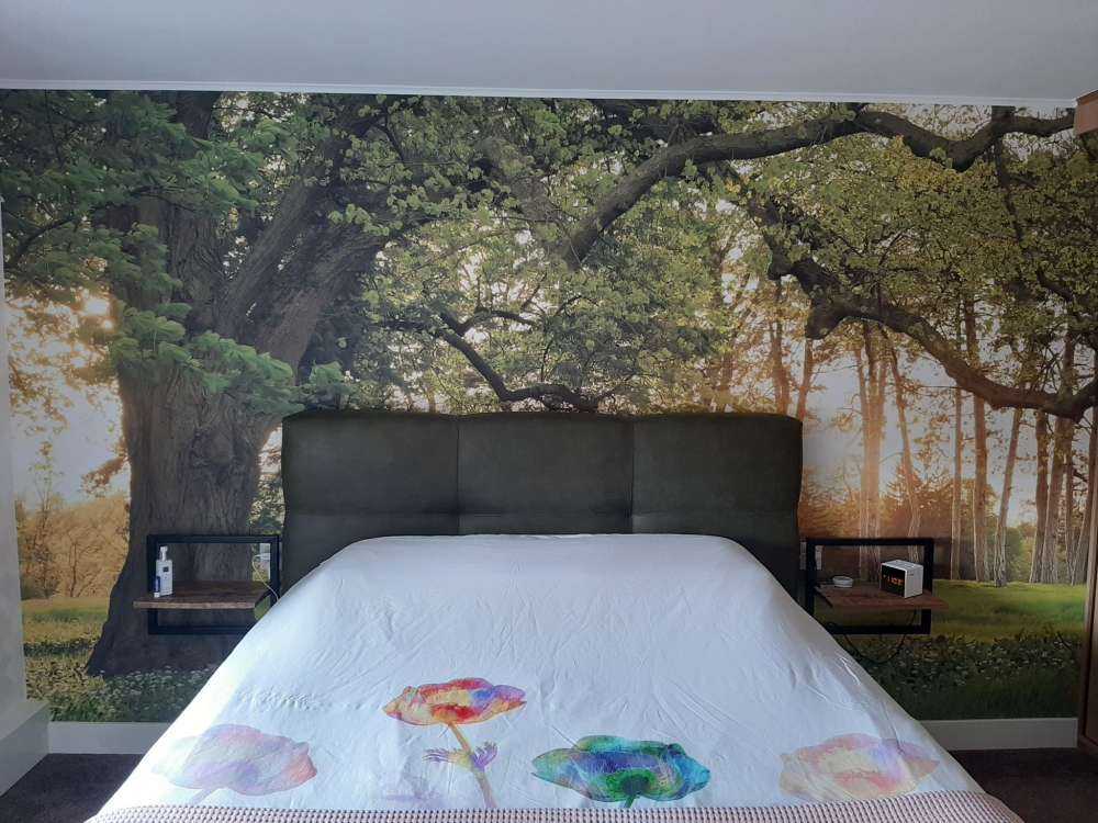 Espacio abierto en el bosque