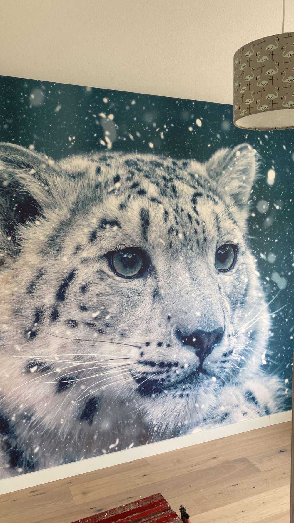 Leopardo de las nieves