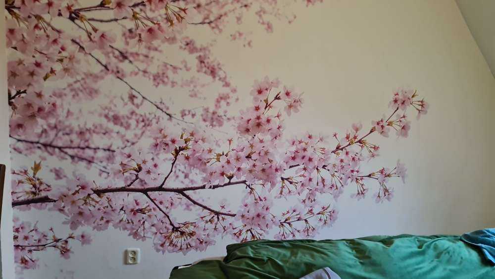 Ramas de flor rosa