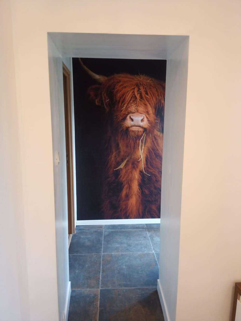 Retrato de una vaca escocesa