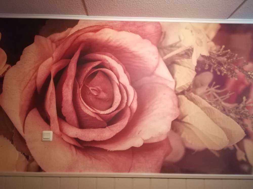 Rosas rosas vintage