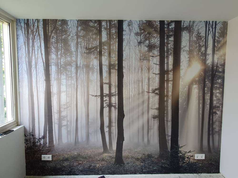 Bosque nebuloso