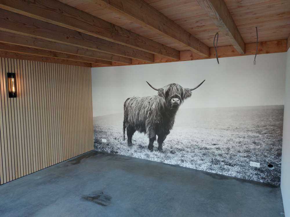 Vaca escocesa en la hierba