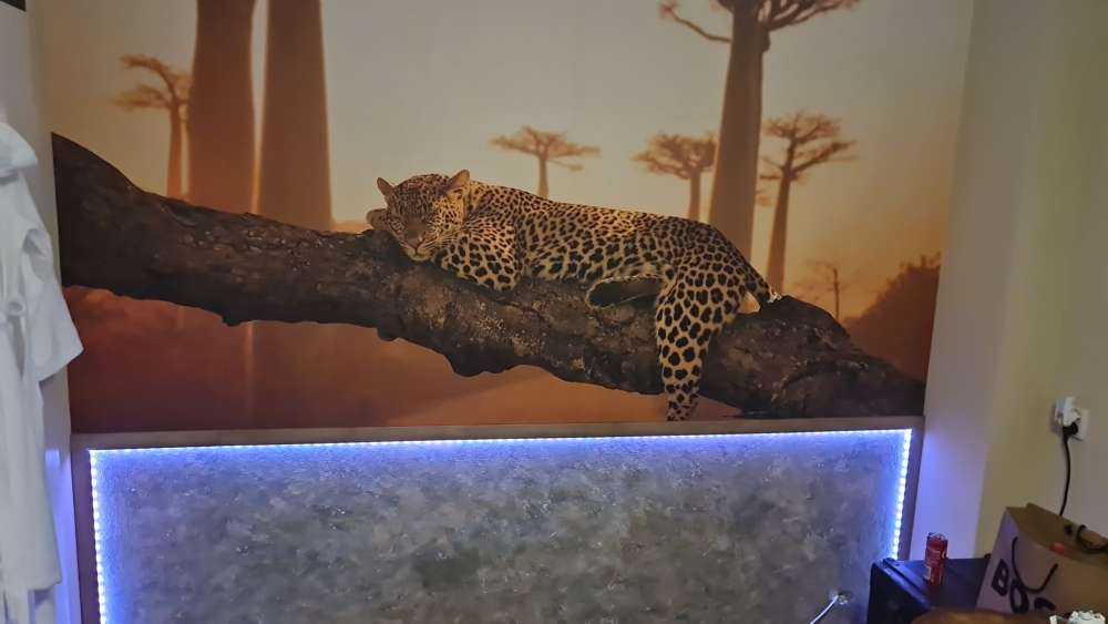 Leopardo dormido