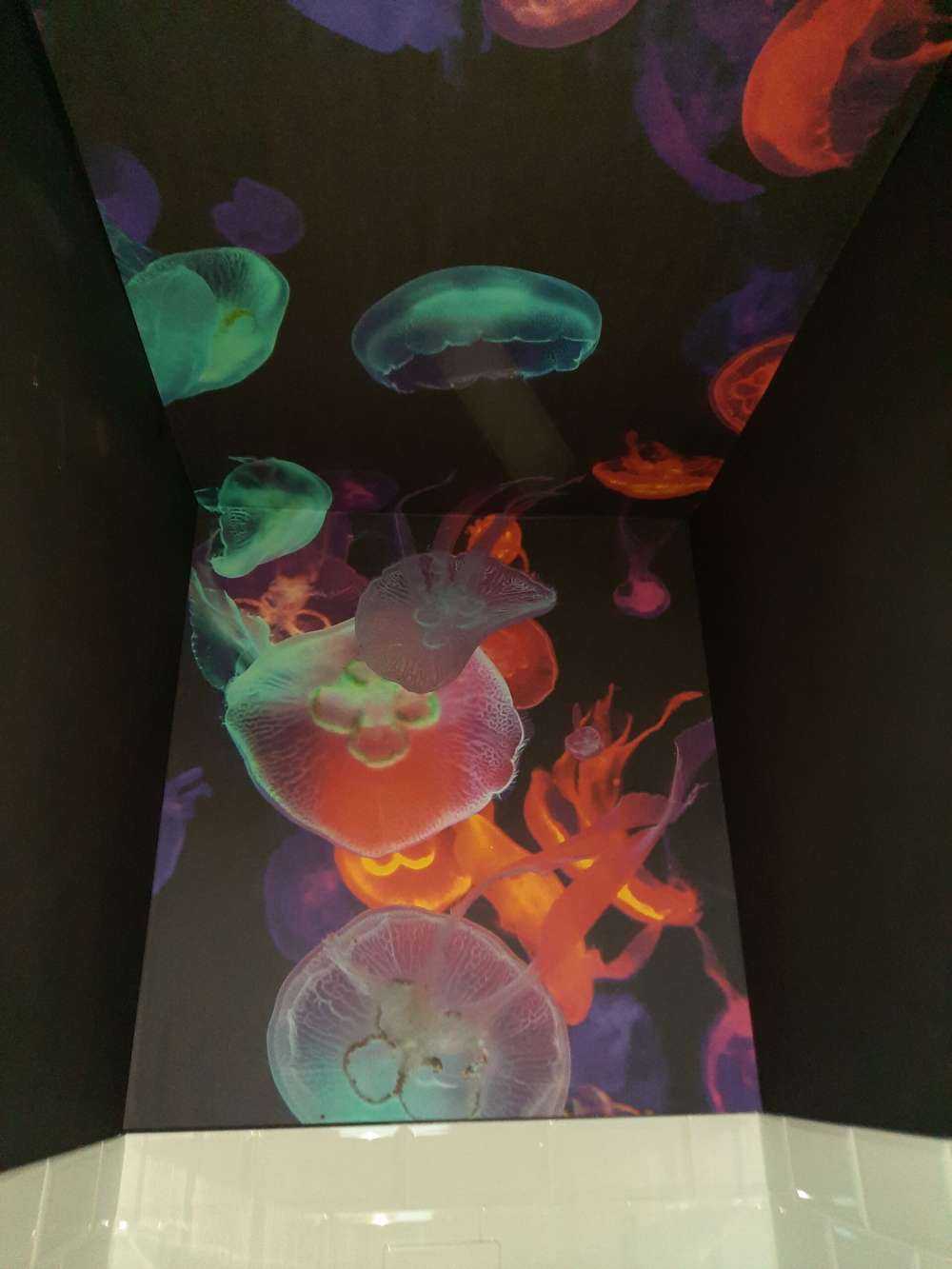 Medusas de colores