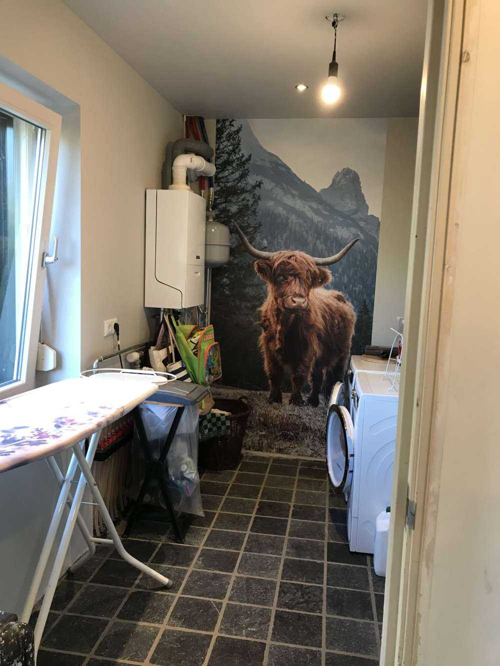 Una vaca escocesa entre los árboles