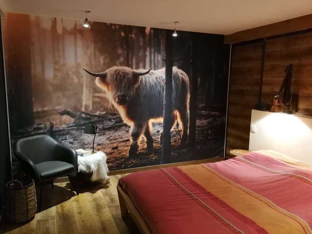 Vaca escocesa blanca