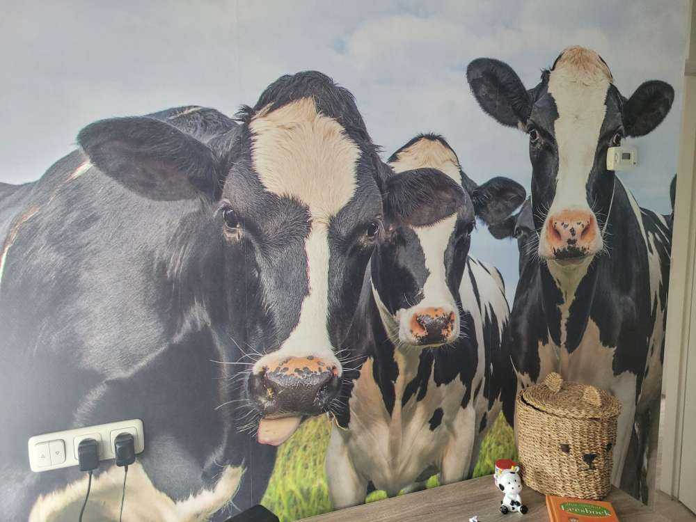 Rebaño con vacas
