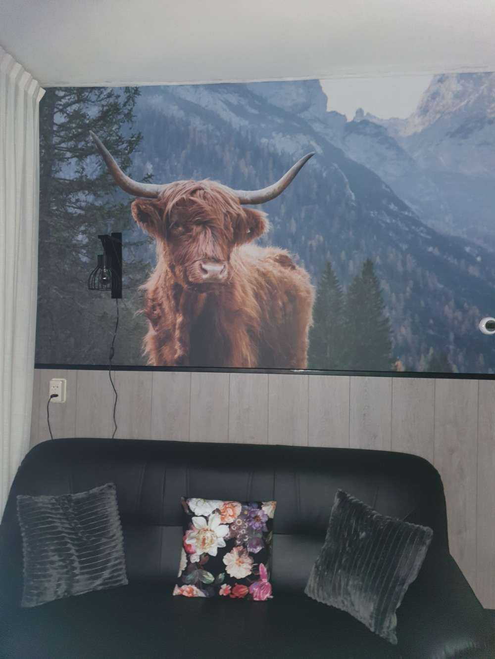 Una vaca escocesa entre los árboles