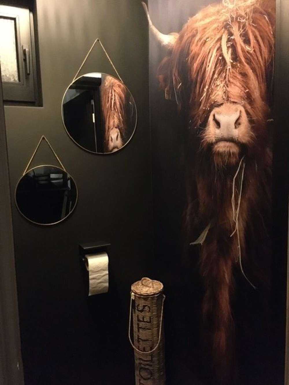 Retrato de una vaca escocesa