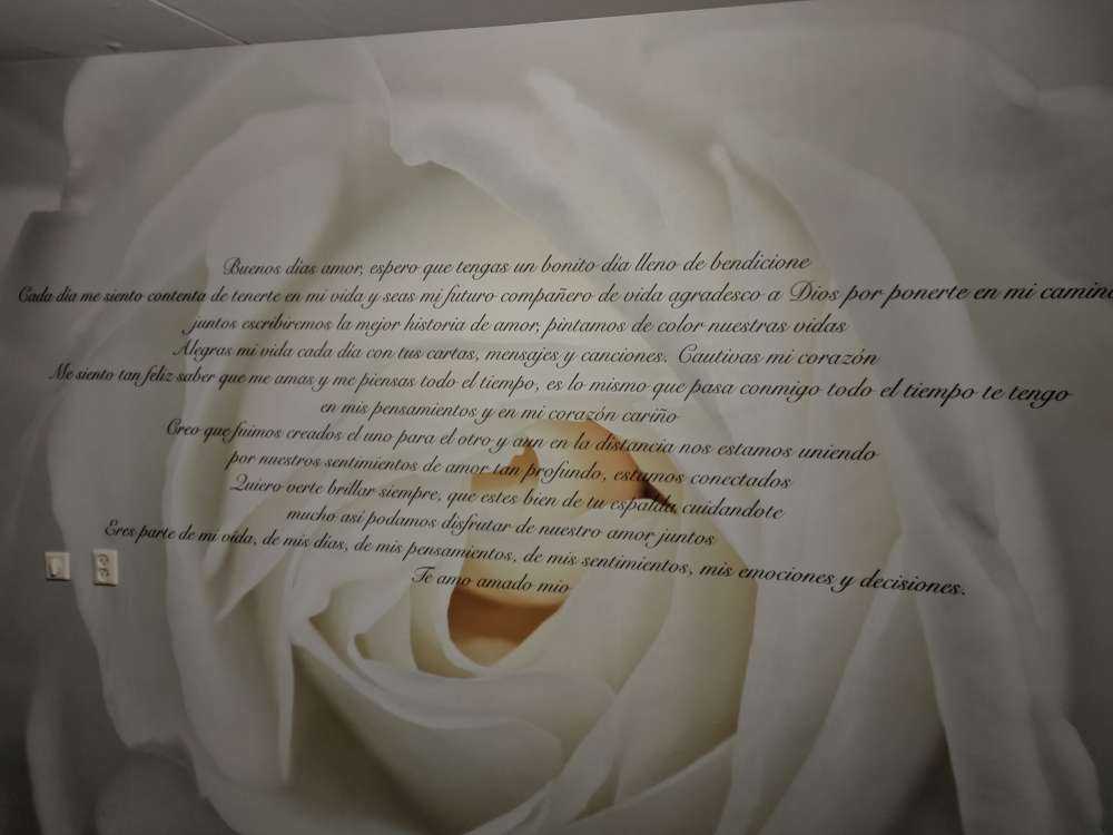 Rosa blanca