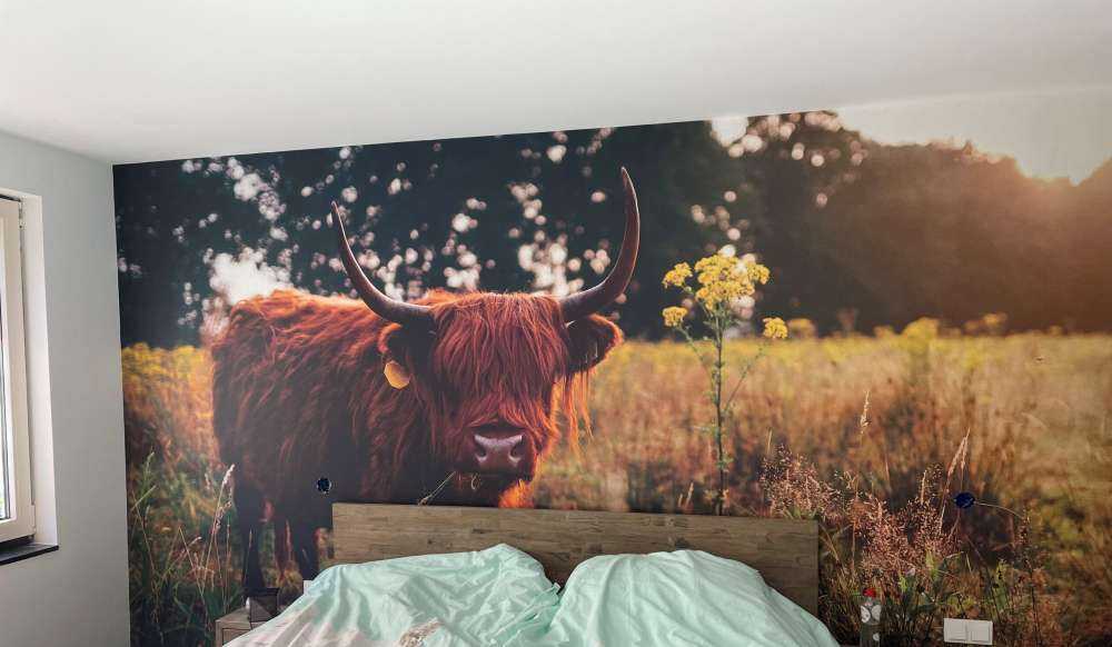 Vaca escocesa en la hierba alta