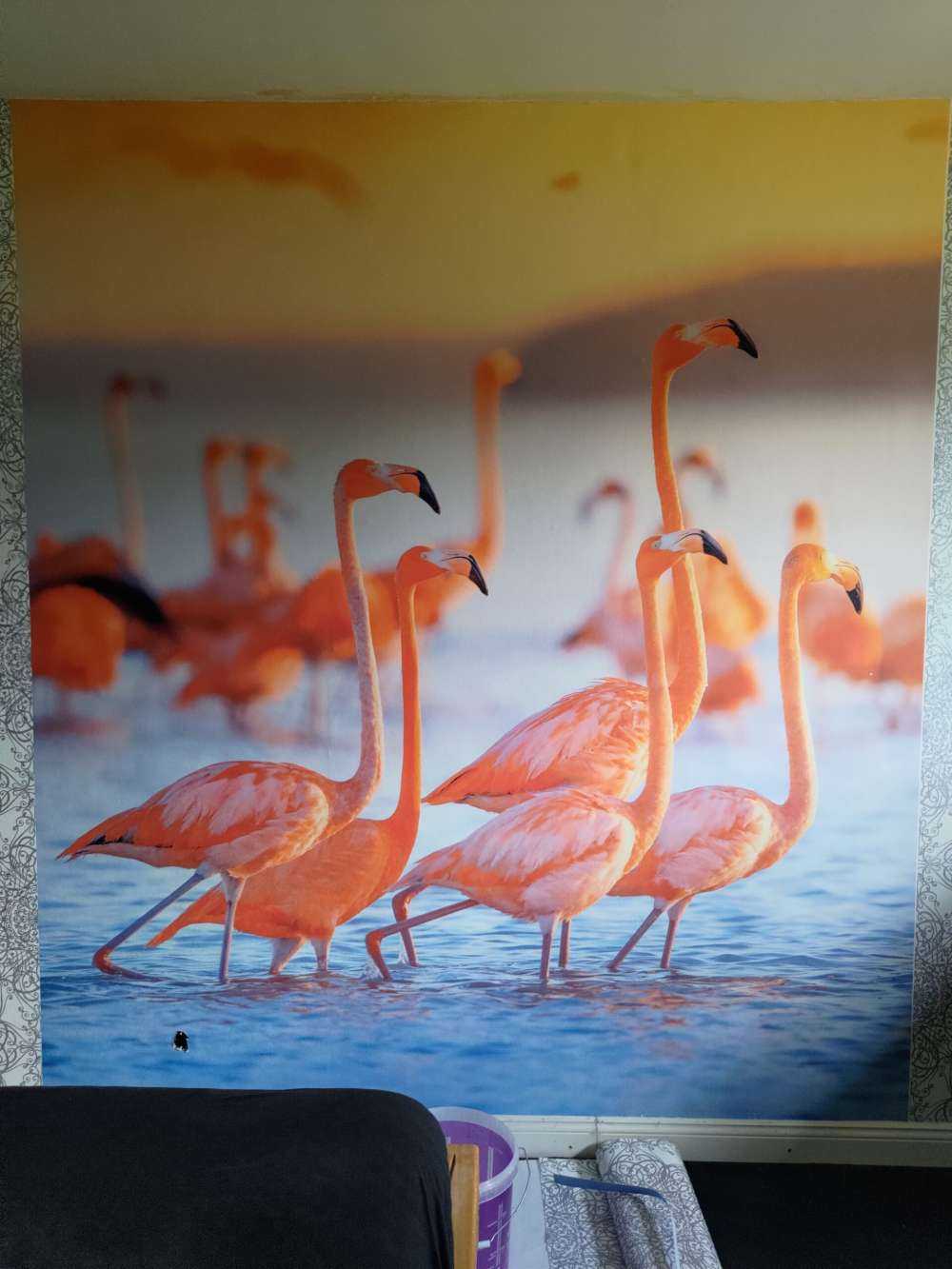 Flamencos que miran fijamente