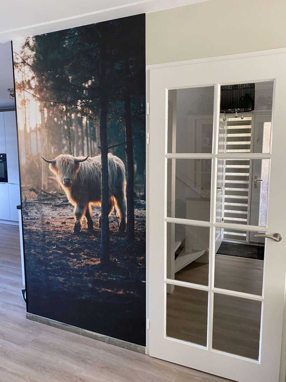 Vaca escocesa blanca