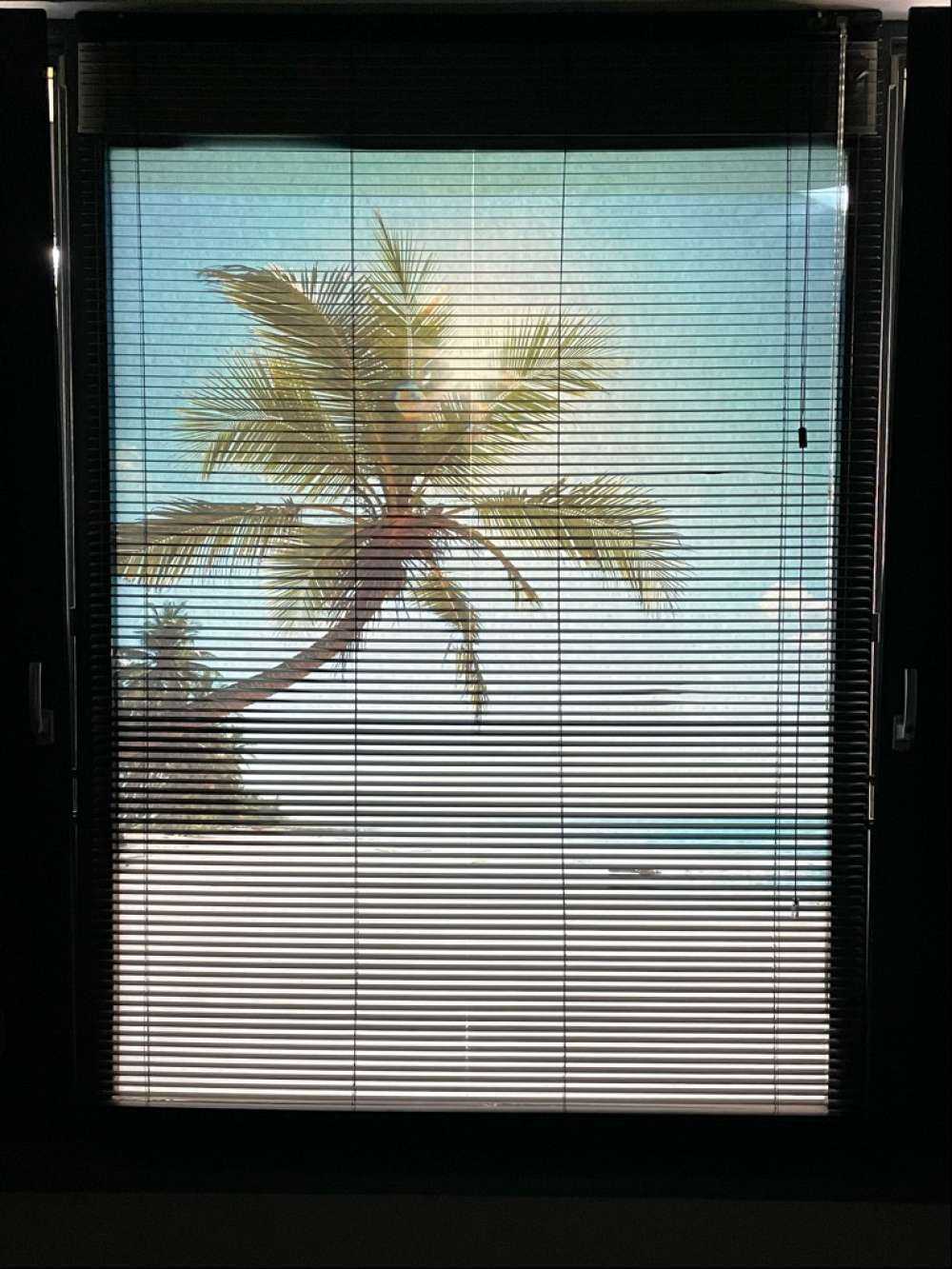 Gran palmera