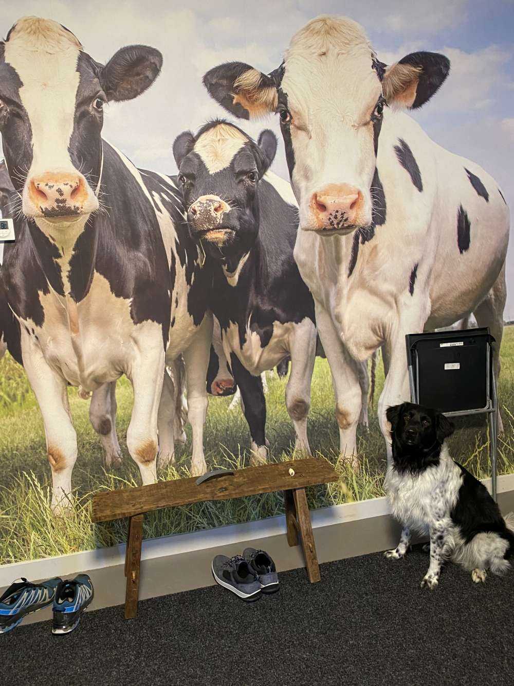 Rebaño con vacas