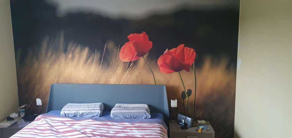 Amapolas en un campo de trigo