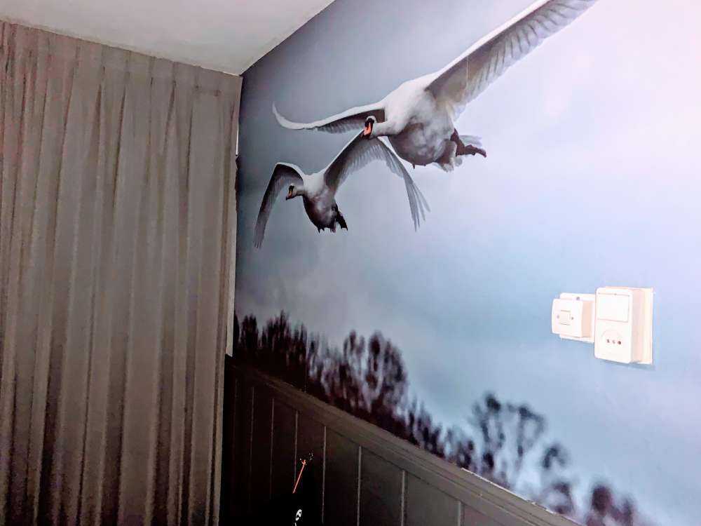 Cisnes volando