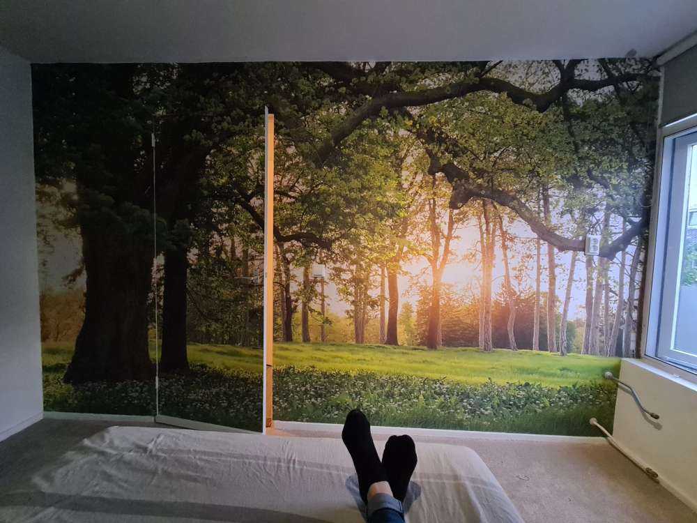 Espacio abierto en el bosque