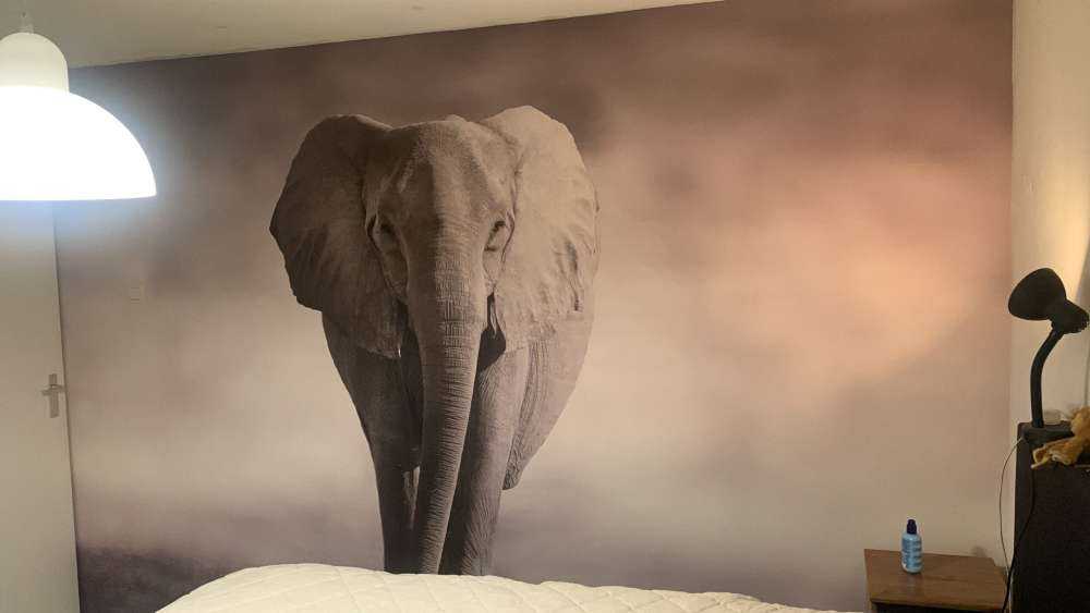Hermoso elefante