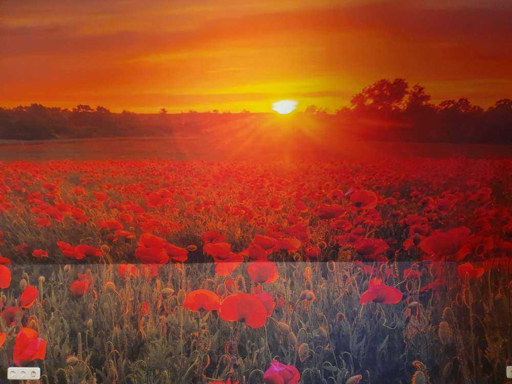Campo de amapolas en flor