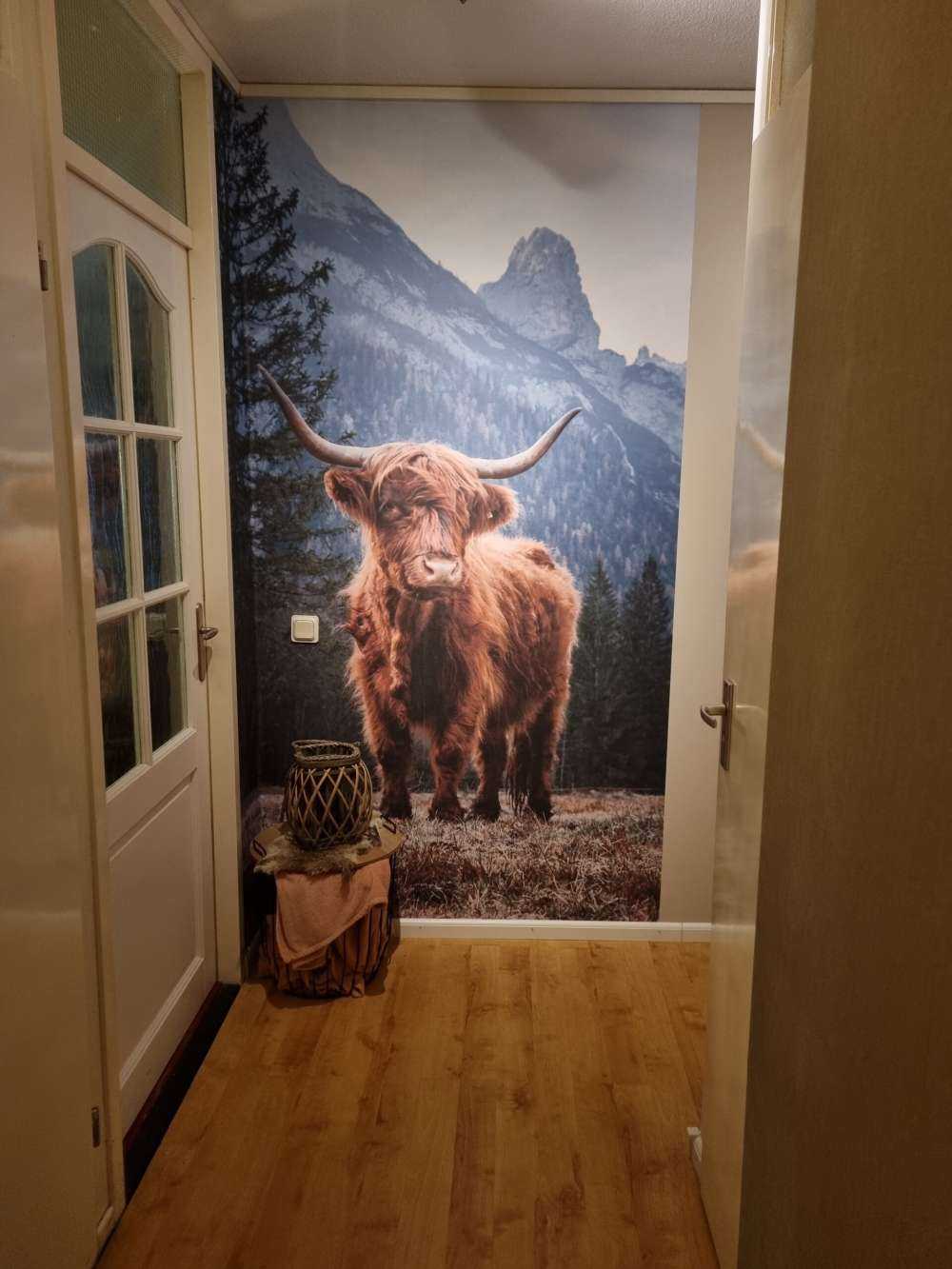 Una vaca escocesa entre los árboles