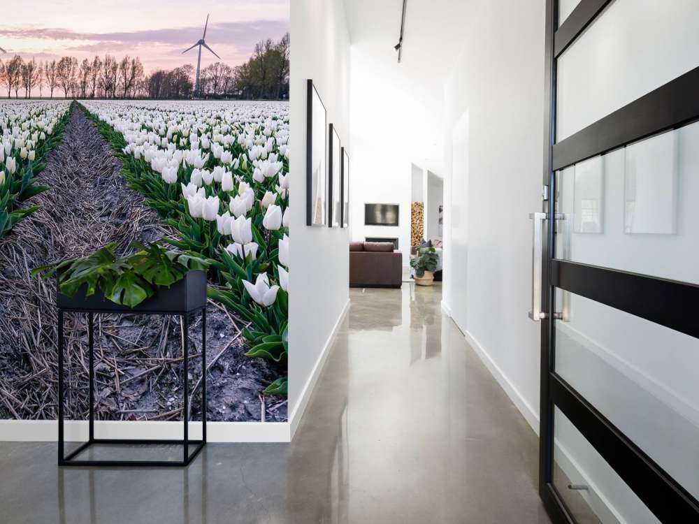 Tulipán blanco