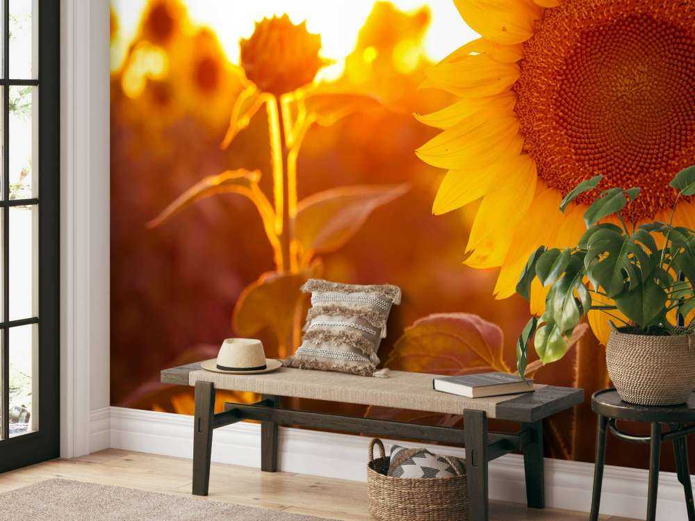 Cálido campo de girasoles