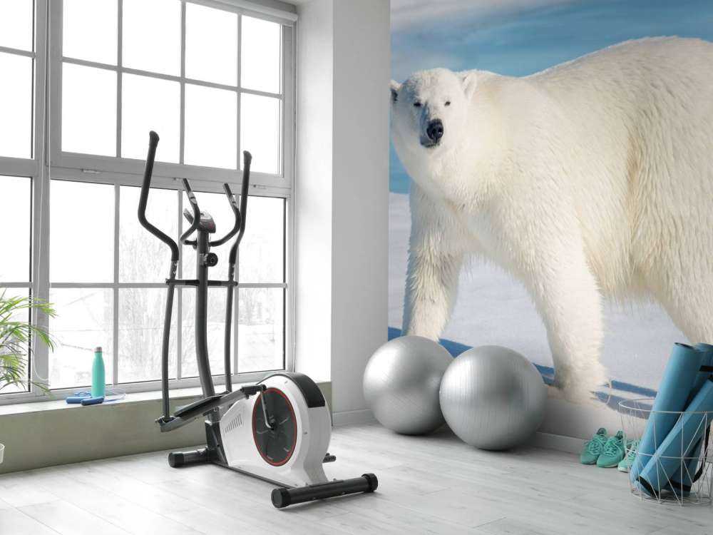 Oso polar