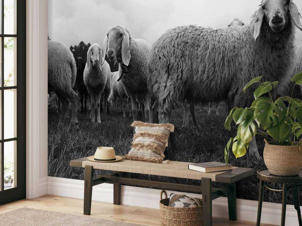 Rebaño de ovejas en blanco y negro