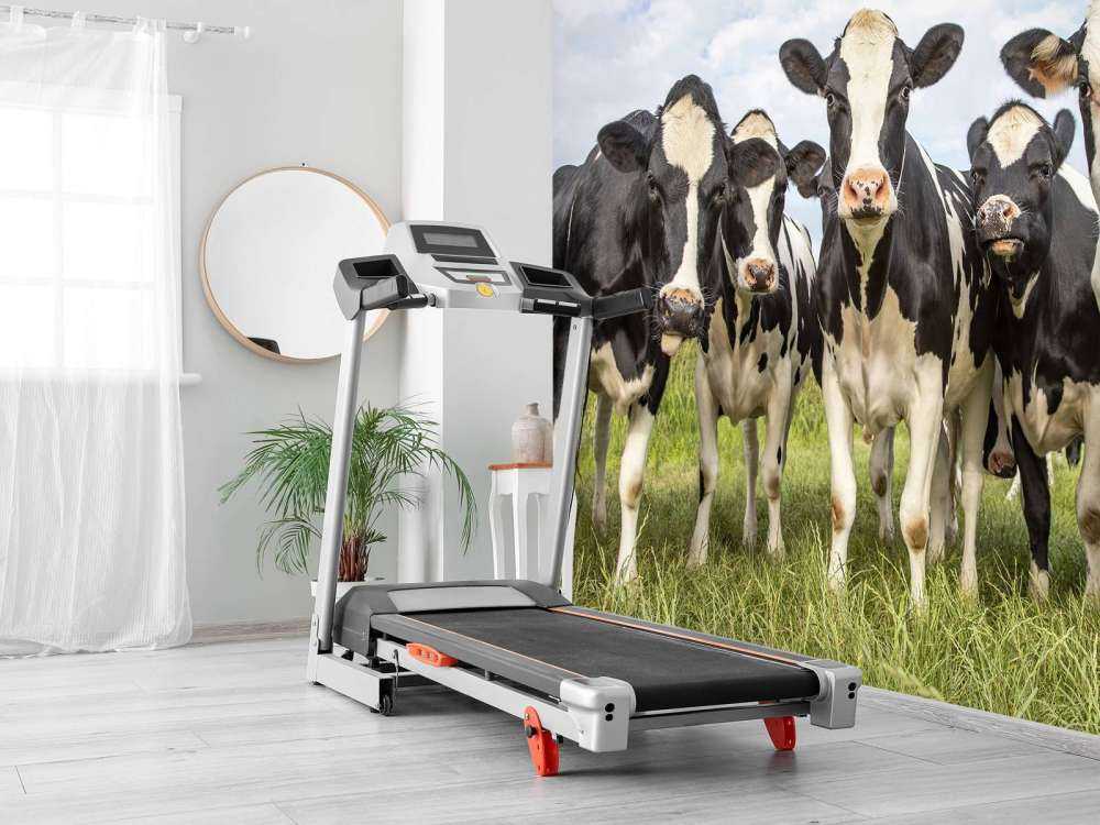 Rebaño con vacas