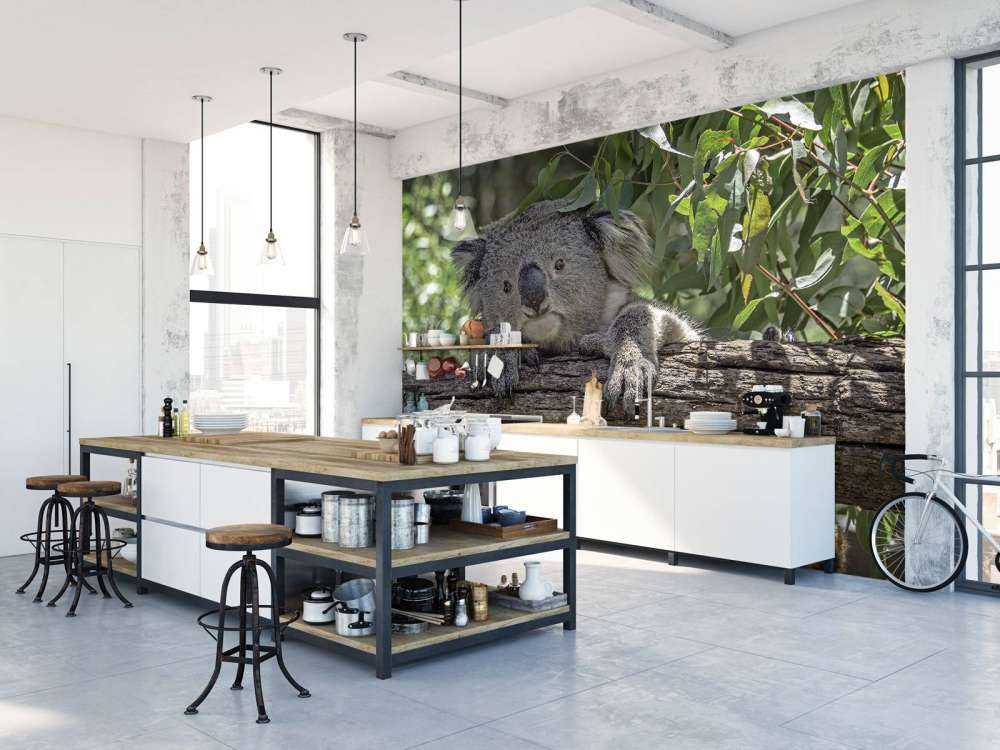 Lindo koala