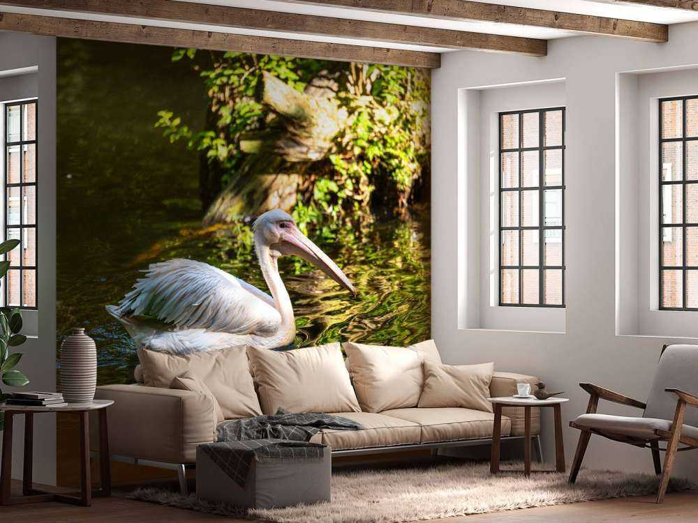 Pelican